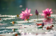 Thai Binh enters the lotus season: graceful beauty Thai Binh enters the lotus season: graceful beauty