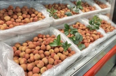 Vietnam's fresh lychee conquering US market, opening up big opportunities Vietnam's fresh lychee conquering US market, opening up big opportunities