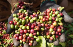 2023 first-half: Vietnam earns over $2B from coffee exports 2023 first-half: Vietnam earns over $2B from coffee exports
