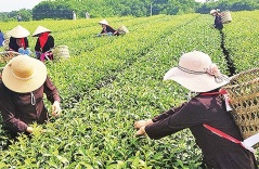 Creating tourism products associated with agricultural production, why not? Creating tourism products associated with agricultural production, why not?