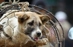 Vietnamese people abstaining from eating dog meat Vietnamese people abstaining from eating dog meat