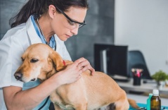 Dog owners warned of ‘potentially fatal’ coughing illness on the rise in US Dog owners warned of ‘potentially fatal’ coughing illness on the rise in US