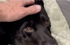 Driver Slams On Brakes When He Realizes ‘Deceased’ Dog On Freeway Is Still Alive Driver Slams On Brakes When He Realizes ‘Deceased’ Dog On Freeway Is Still Alive