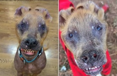 Rescue Dog With Rare Mix of 6 Breeds Captivates Internet: 'Born Different' Rescue Dog With Rare Mix of 6 Breeds Captivates Internet: 'Born Different'