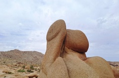 Discovering the Natural Wonders: A Colection of Unique Landscapes and Trees Discovering the Natural Wonders: A Colection of Unique Landscapes and Trees