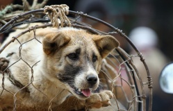 Vietnamese people abstaining from eating dog meat