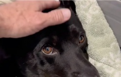 Driver Slams On Brakes When He Realizes ‘Deceased’ Dog On Freeway Is Still Alive