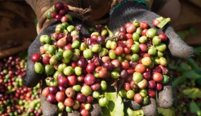 2023 first-half: Vietnam earns over $2B from coffee exports