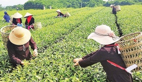 Creating tourism products associated with agricultural production, why not?