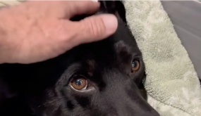 Driver Slams On Brakes When He Realizes ‘Deceased’ Dog On Freeway Is Still Alive