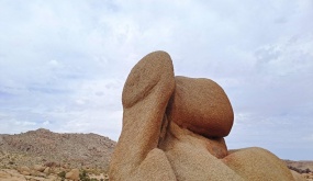 Discovering the Natural Wonders: A Colection of Unique Landscapes and Trees