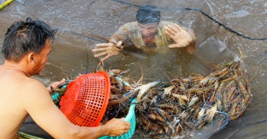 Vietnam: Farmers in the Mekong Delta are hit by small shrimp prices