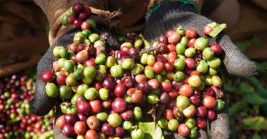 2023 first-half: Vietnam earns over $2B from coffee exports
