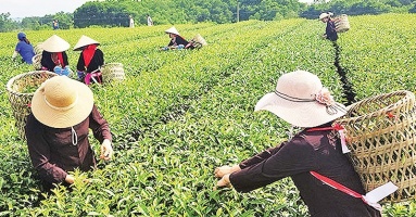 Creating tourism products associated with agricultural production, why not?