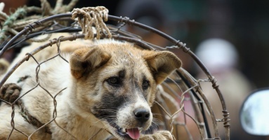 Vietnamese people abstaining from eating dog meat