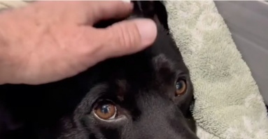 Driver Slams On Brakes When He Realizes ‘Deceased’ Dog On Freeway Is Still Alive