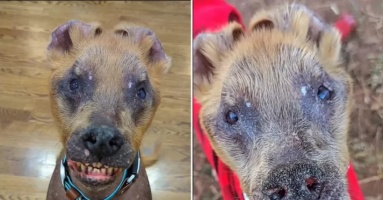Rescue Dog With Rare Mix of 6 Breeds Captivates Internet: 'Born Different'