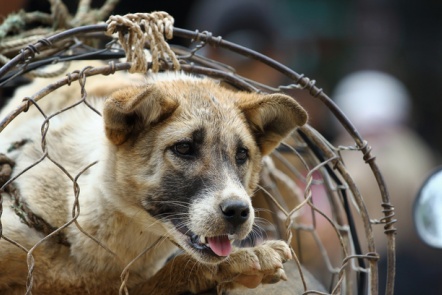 Vietnamese people abstaining from eating dog meat